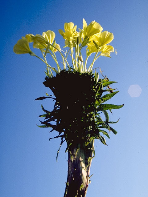 Oenothera jamesii, Trumpet-Evening Primrose