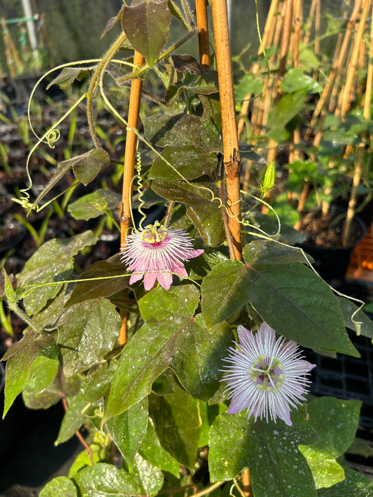 Passiflora foetida, 'Corona de Cristo' Passionflower