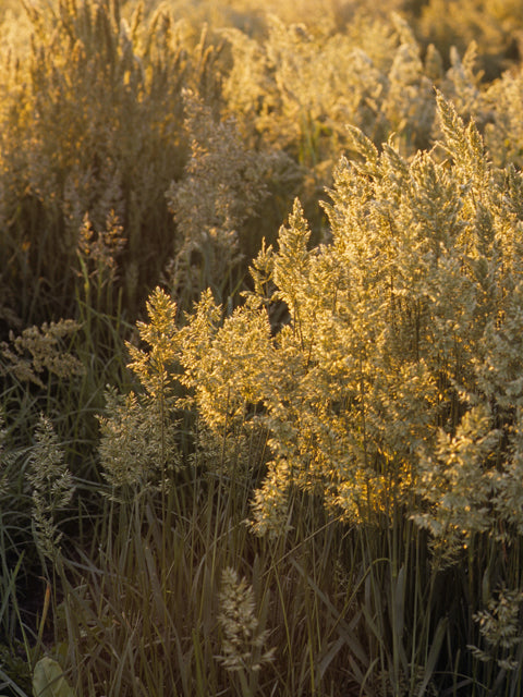 Poa arachnifera, Texas Bluegrass