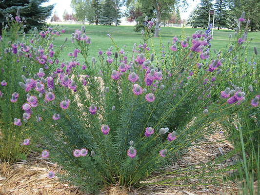 Dalea purpurea, Purple Prairie Clover