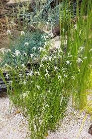 Rhynchospora colorata, 'White Top Sedge,' 'Starrush Whitetop'