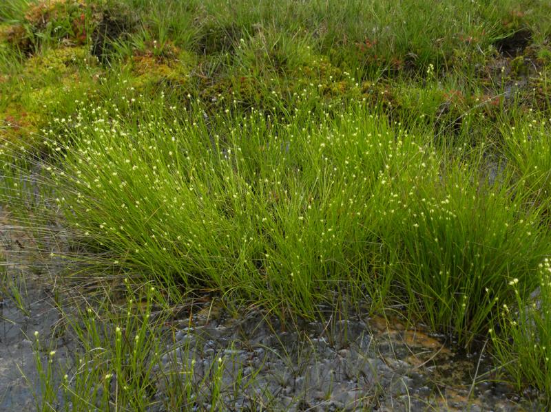 Rhynchospora nivea 'Showy Whitetop Sedge'