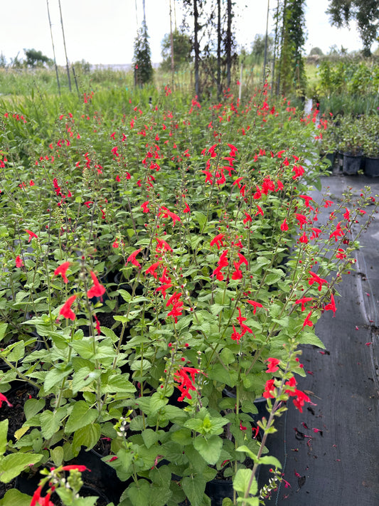 Salvia coccinea, Blood Sage