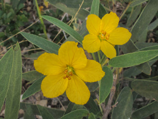 Senna roemeriana, Twoleaf Senna