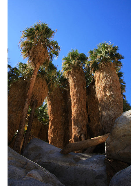 Washingtonia filifera, Desert Fan Palm