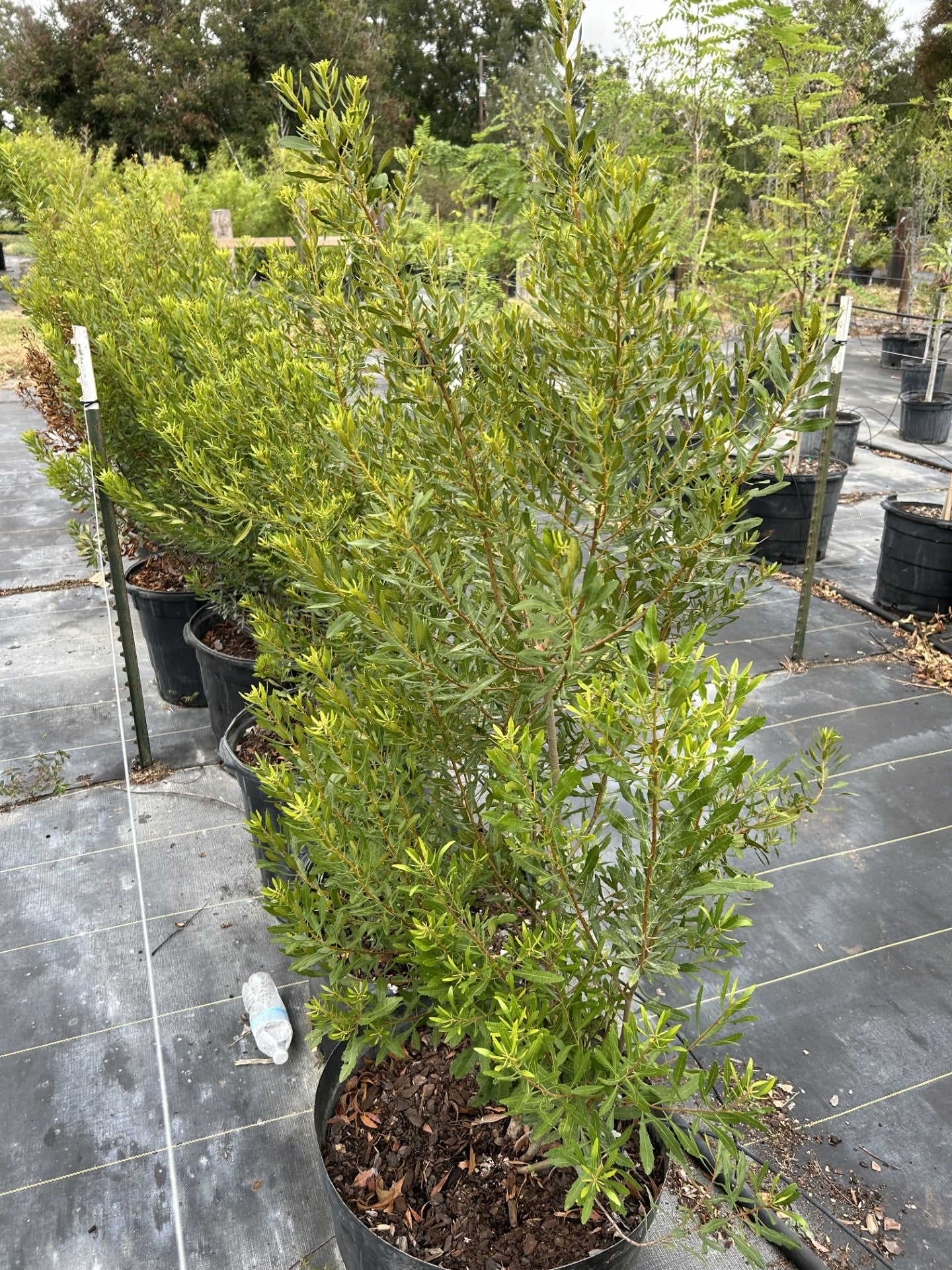 Morella cerifera, Southern Wax Myrtle