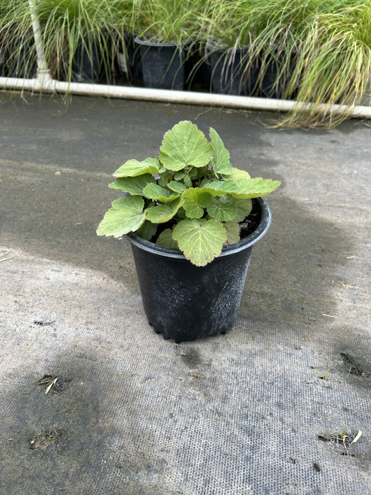 Geum canadense, White Avens